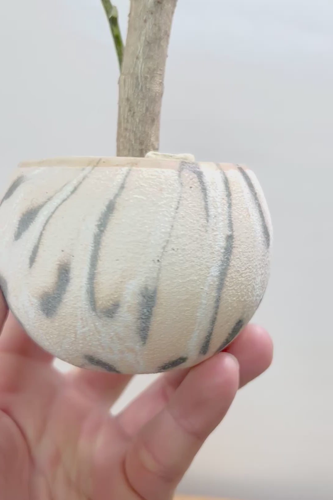 【ポリシャス マルギナータ】個性的なデザインのPOT！ホワイト＆グリーンの葉っぱがかわいい観葉植物です