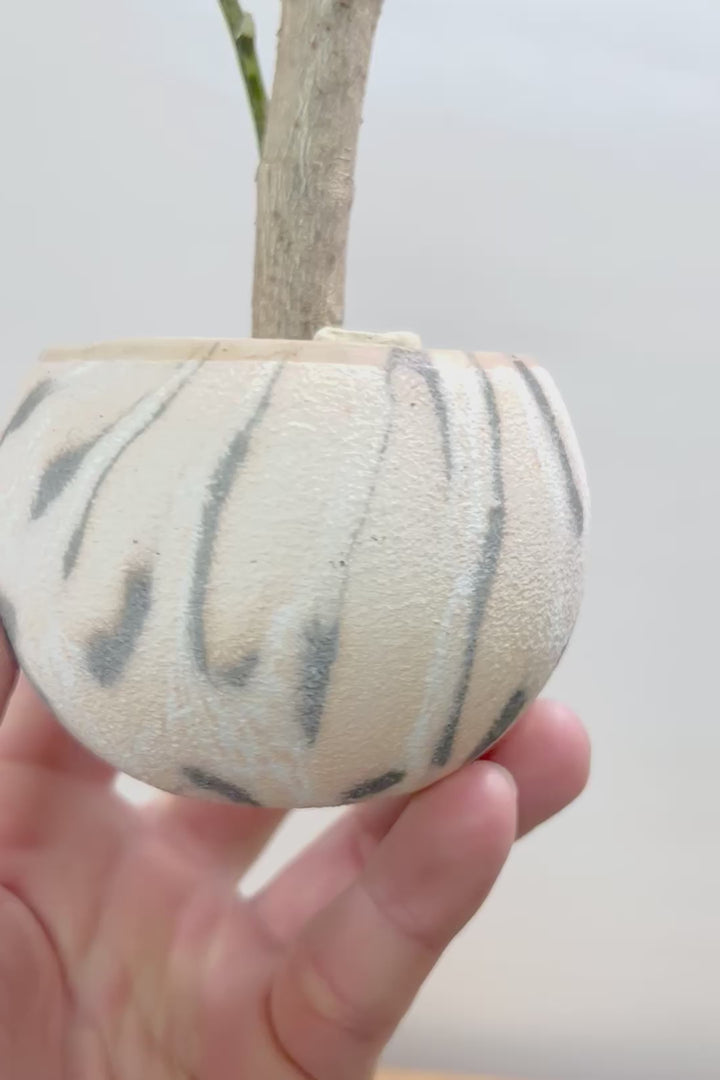 【ポリシャス マルギナータ】個性的なデザインのPOT！ホワイト＆グリーンの葉っぱがかわいい観葉植物です