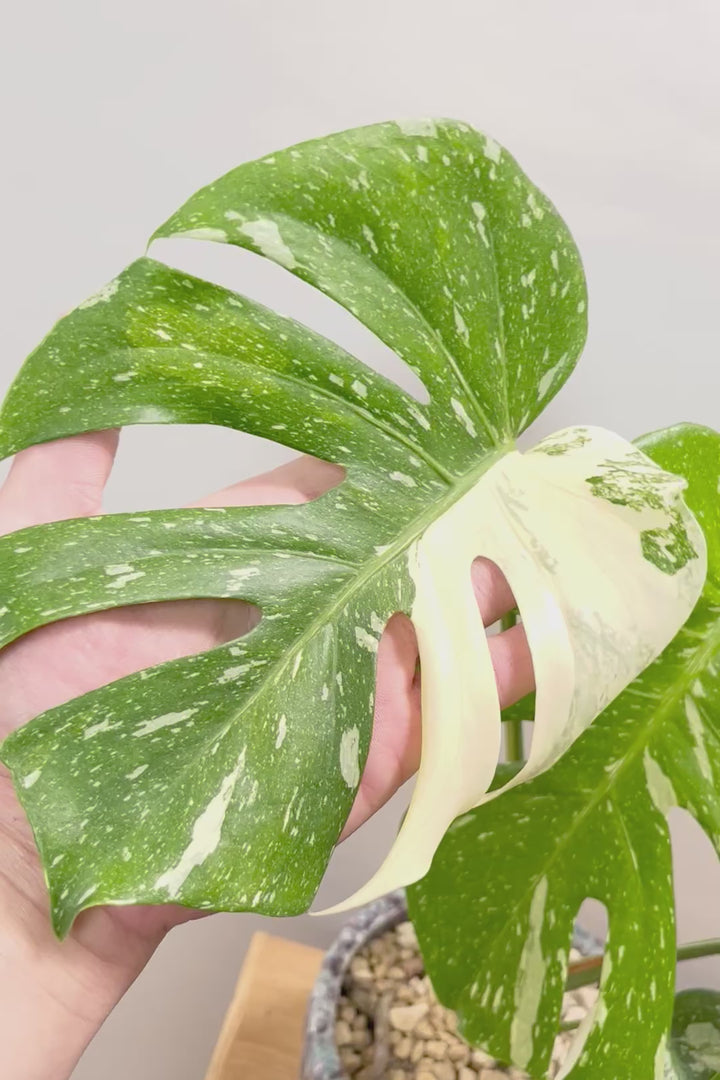 【モンステラ タイコンステレーション】ラスト１鉢です！タイコンらしいし美しい散斑！今回の斑はとても良いと思います！大き目の葉なので存在感がありますよ！