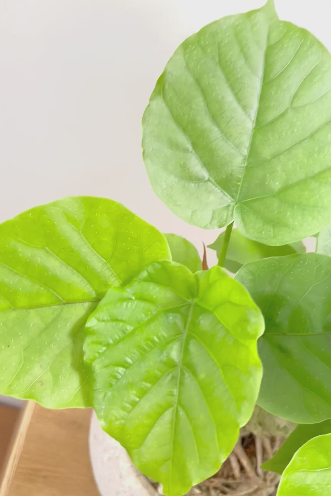 【ウンベラータ】10年物の年季の入ったこだわりの幹!カッコいい観葉植物です! ボリュームがあります！