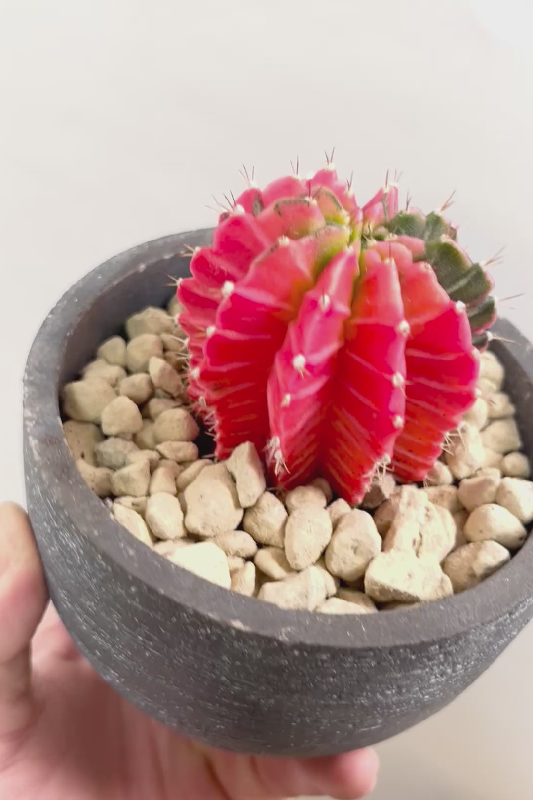 【ギムノカリキウム】個性的で独特な大型種！鮮やかな色合いがGOOD！ほぼほぼ赤のとってもいい個体！