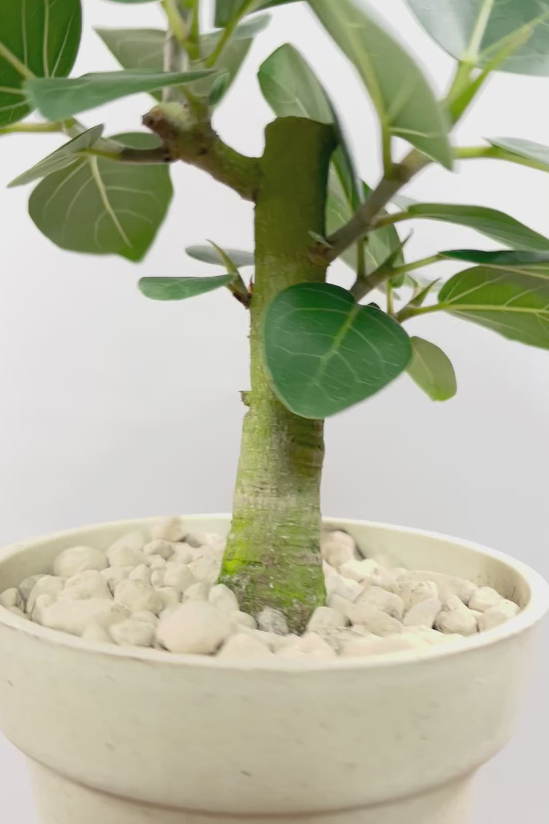 【ベンガレンシス】軽量で扱いやすいプラスチックPOT！幹の太さを見て欲しい！このサイズはめったに入荷しませんので是非ともご検討ください！