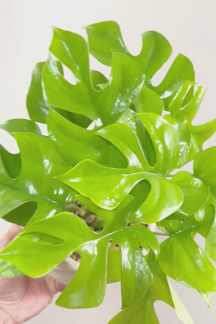 【モンステラ ミニマ】ボリュームがあるタイプ！癒しのナチュラル樹形！シンプルな中に奥深しさがありますよ！