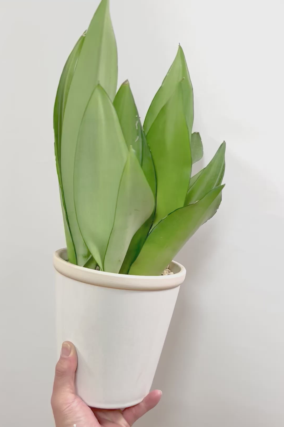 【サンスベリア ムーンシャイン】いつものサイズより少し大き目。透き通るような美しい葉!あまり出回らない希少種！サイズ感もいい感じです♪