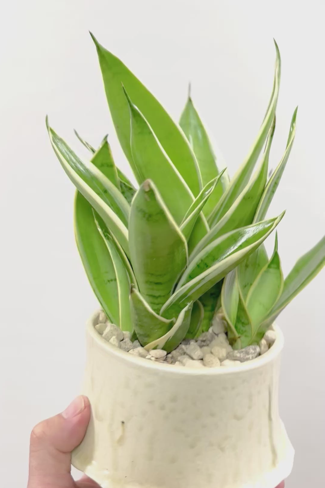 【サンスベリア ダイヤモンドハニー】甘い素敵な葉色！長い期間をかけて作られているので、ボリュームがあります