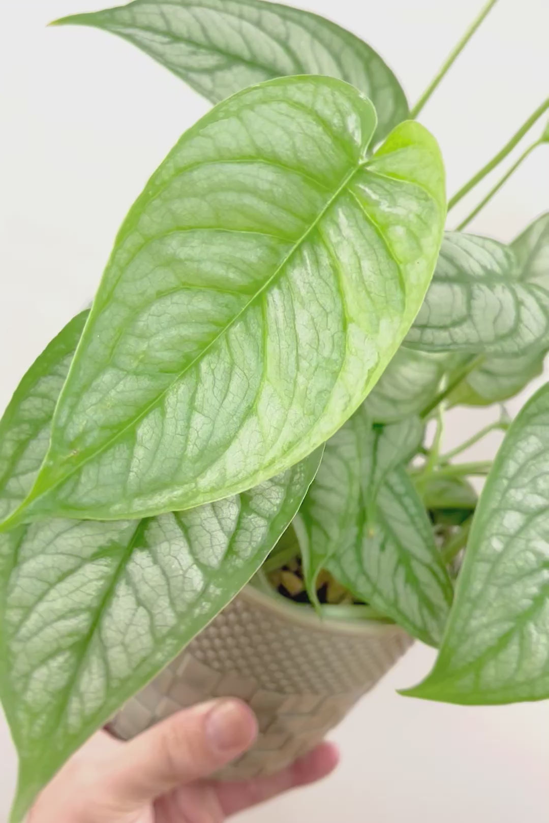 【モンステラ シルテペカナ】POTも同系色で合わせてみました！シルバー系の葉が素敵な希少種です。