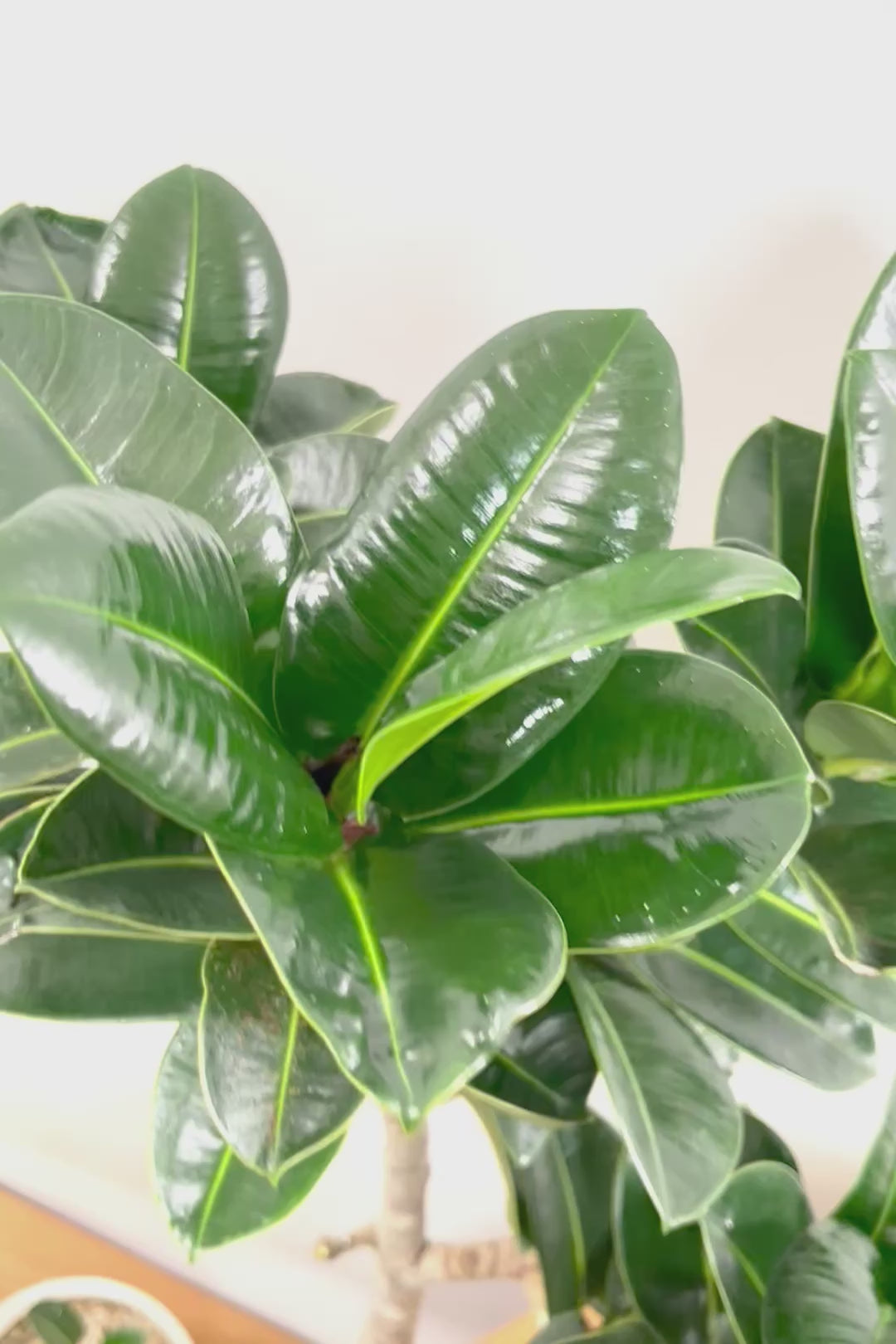 【フィカス アポロゴム】超BIGサイズなので存在感があります！ダークグリーンの葉がとても美しいスタイリッシュな観葉植物！