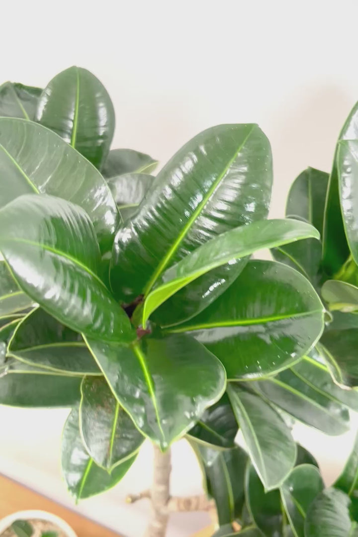 【フィカス アポロゴム】超BIGサイズなので存在感があります！ダークグリーンの葉がとても美しいスタイリッシュな観葉植物！