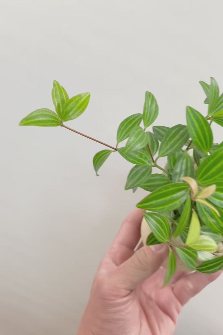 【ペペロミア ラグラス】数あるペペロミアの種類の中でもミニミニに葉がかわいいタイプ！育てやすい多肉植物です!!