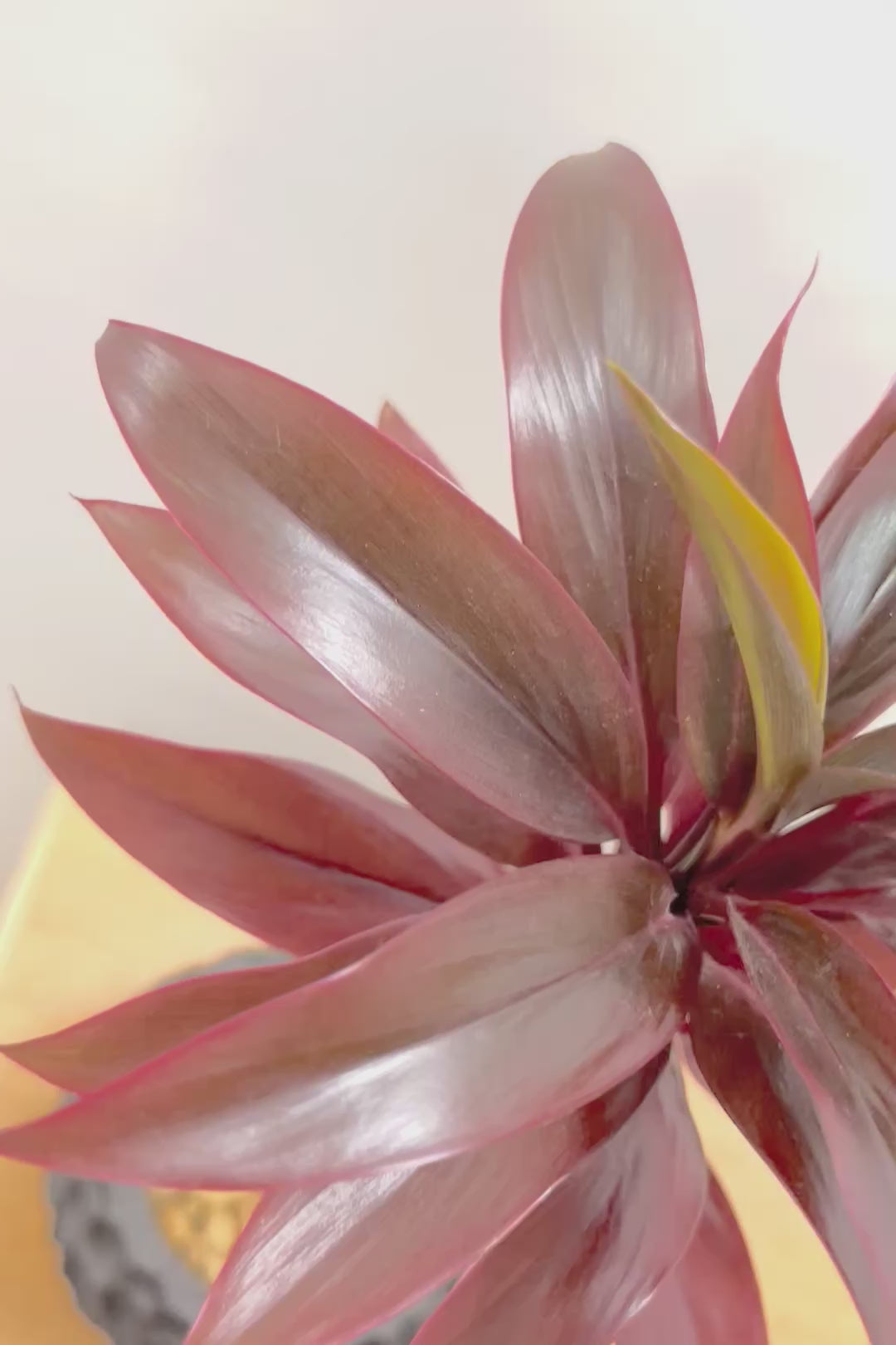 【コルジリネ パープルコンパクター】見てくださいよ！この素晴らしく葉色！2度と同じものは入荷できません！それ程に美しい！