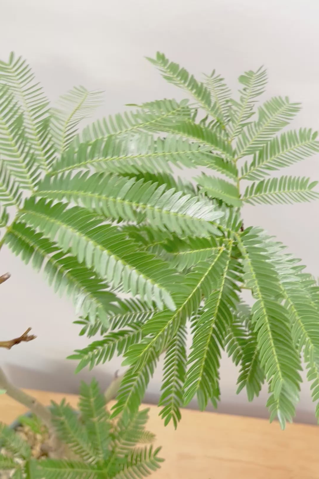 【エバーフレッシュ】カッコいい幹をお探しの方は必見！この幹太さもスタイルもカッコいいと思うんです！