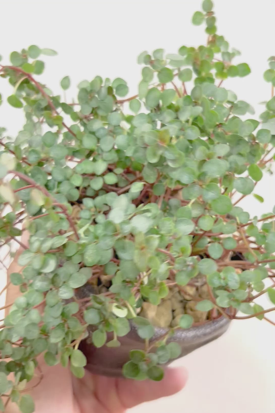 【ピレア グラウカ】シックな葉色!かわいい小さな葉っぱが特徴の人気の観葉植物です!!