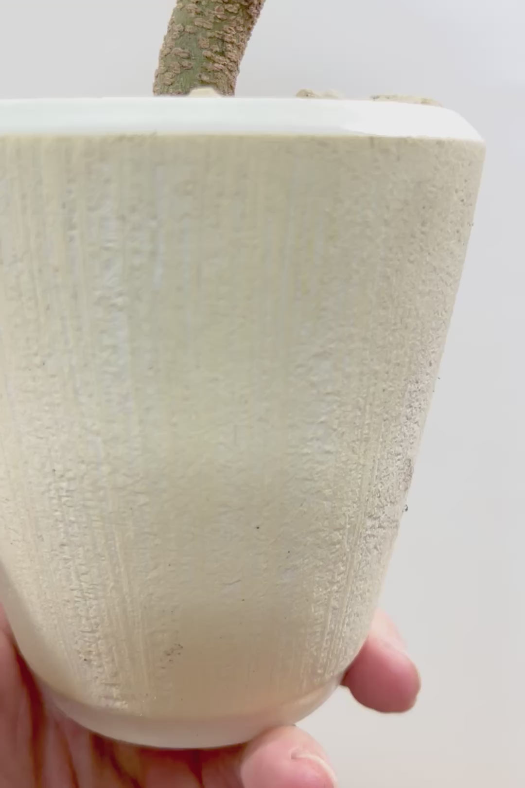 【エバーフレッシュ】作り込まれた雰囲気のある素敵な樹形！葉数も多くボリュームがありますよ！