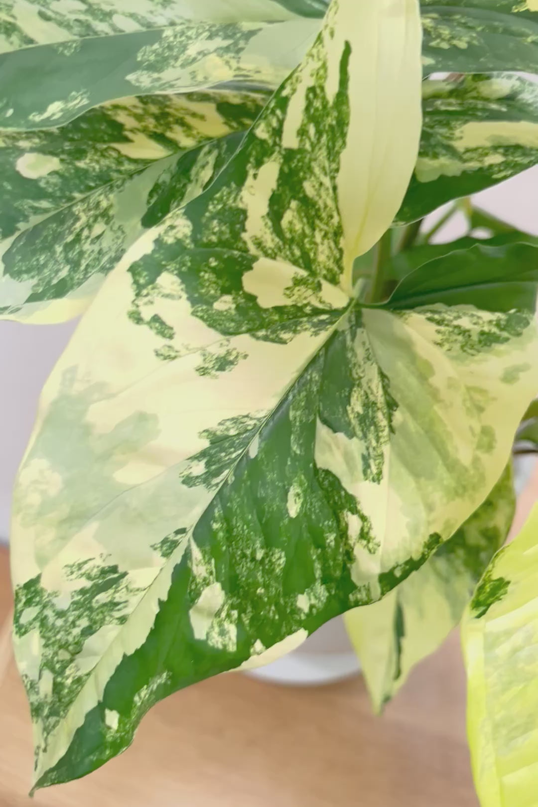 【シンゴニウム カリフォルニアゴールド】これも美しい！生産者さんのハウスで極上の斑の個体を選んできました！