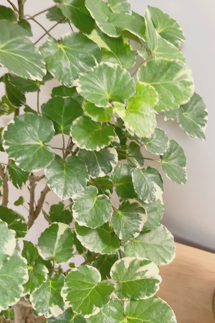 【ポリシャス マルギナータ】葉の模様がとても美しい！あまり生産されていない品種の観葉植物です！