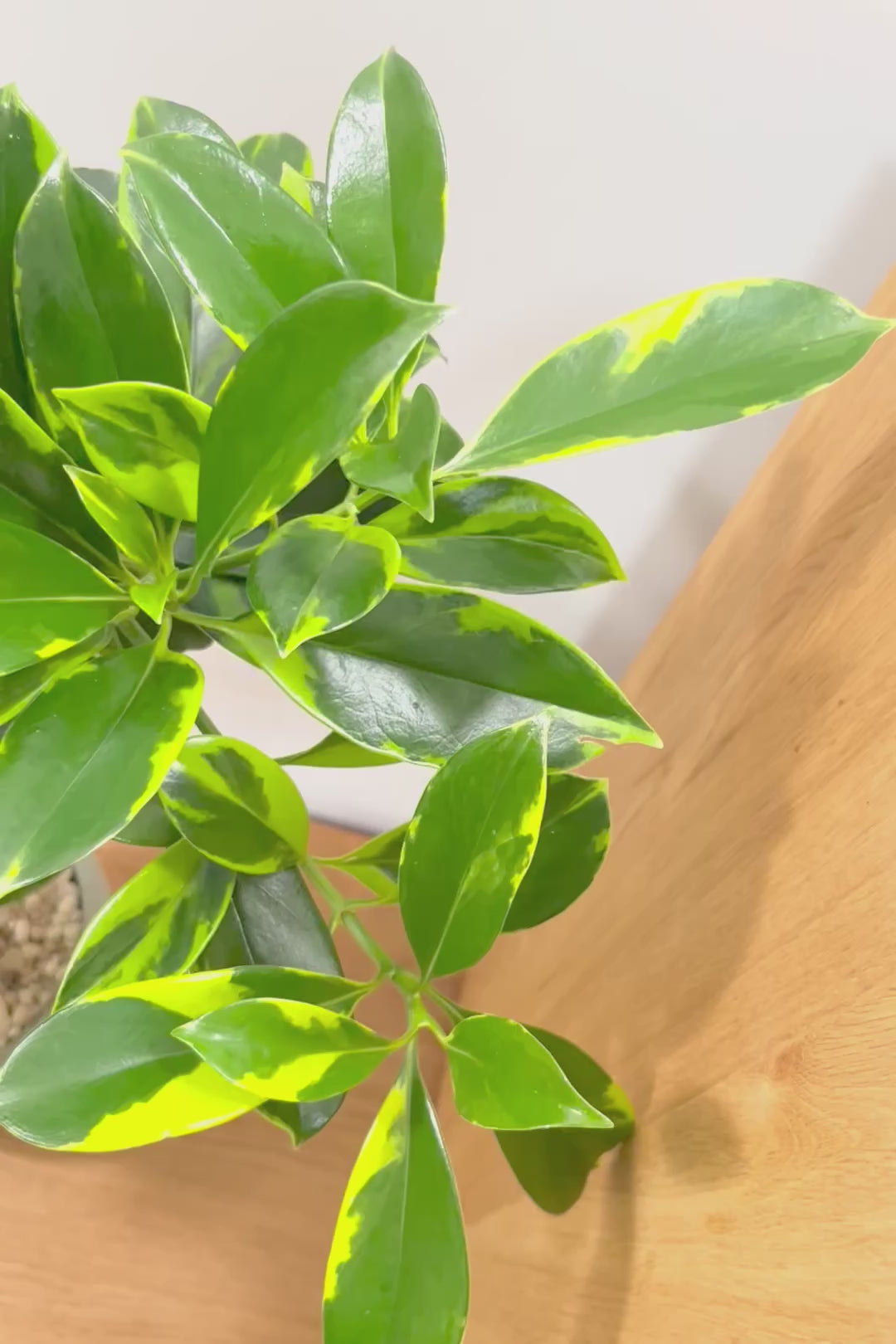 【ファグラエア バリエガタ】ボリュームがあるタイプ！かなりレアな斑入り種です!日陰に強く育てやすい！