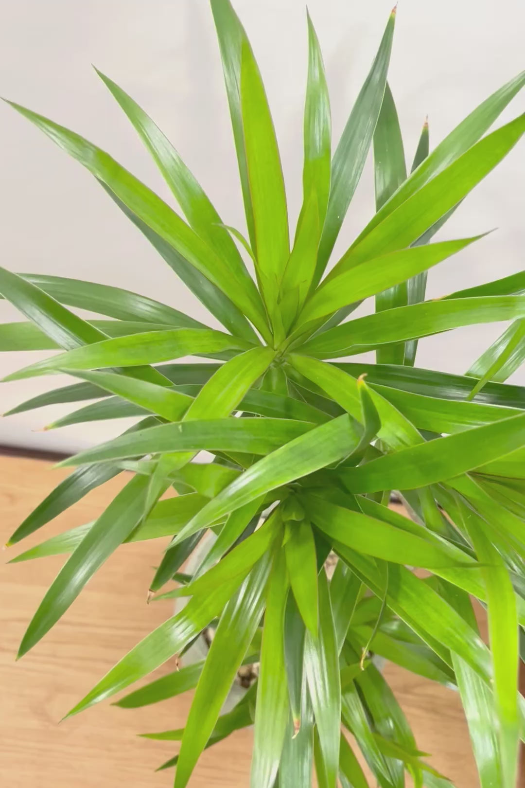 【ナビ】沖縄でじっくりと育てられたボリュームがあるスタイリッシュな樹形！他にはない樹形です！