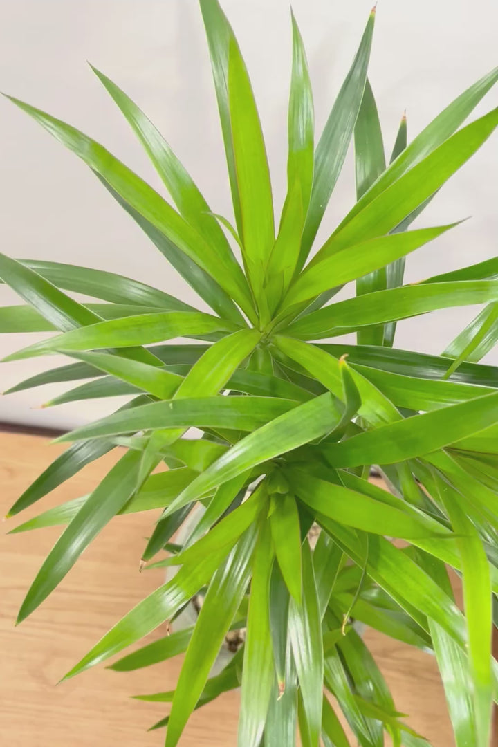 【ナビ】沖縄でじっくりと育てられたボリュームがあるスタイリッシュな樹形！他にはない樹形です！