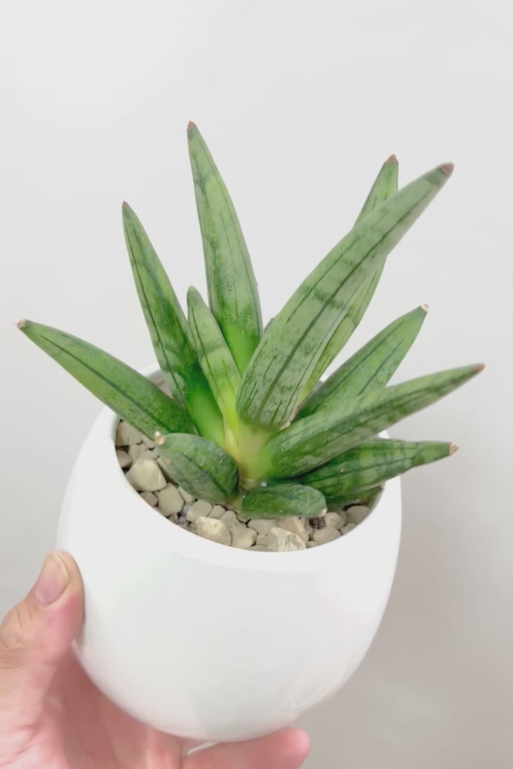 【サンスベリア ヘッジホッグ】APEGO初入荷の品種！スティック状の葉がカッコいい！いいボリュームしていますよ！