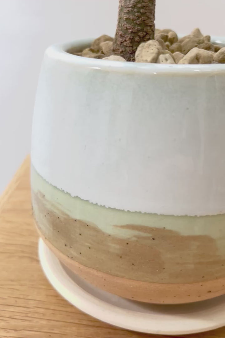 【エバーフレッシュ】雰囲気のある素敵な樹形！くるりとカーブしたかわいい幹なんです！このような樹形は唯一無二です！