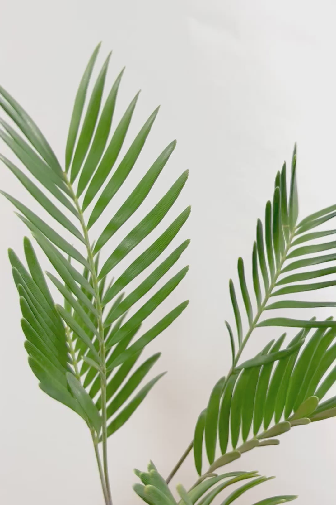 【ザミア フロリダーナ】沖縄で生産されました！このサイズはあまり見かけないので、ぜひともご検討ください！