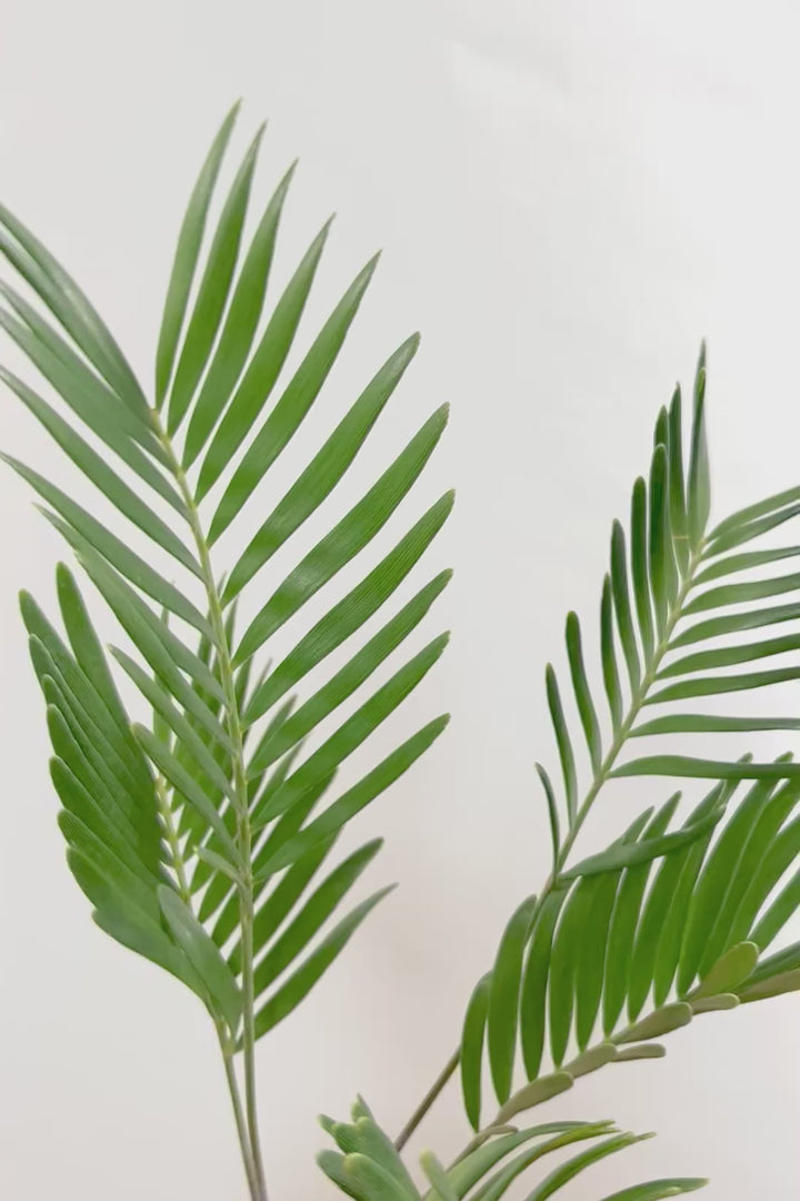 【ザミア フロリダーナ】沖縄で生産されました！このサイズはあまり見かけないので、ぜひともご検討ください！