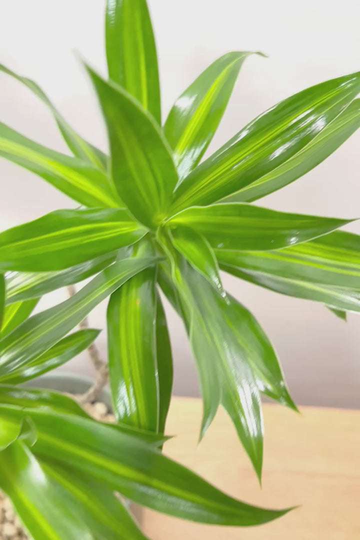 【ジャマイカ】シンプルでかわいいミニサイズ！幹は個性的に仕立てていますので、見応えもありますよ！