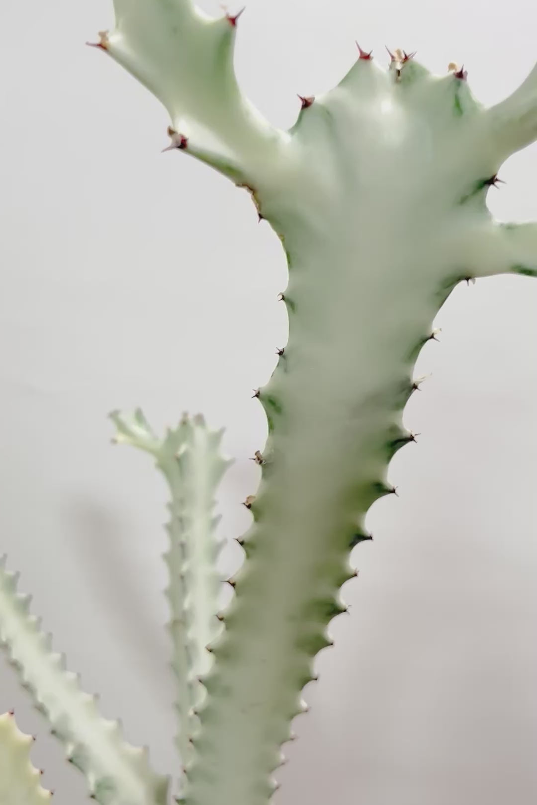 【ユーフォルビア ラクティア ホワイトゴースト】背丈の大きいタイトな樹形。今までにないタイプの樹形です！