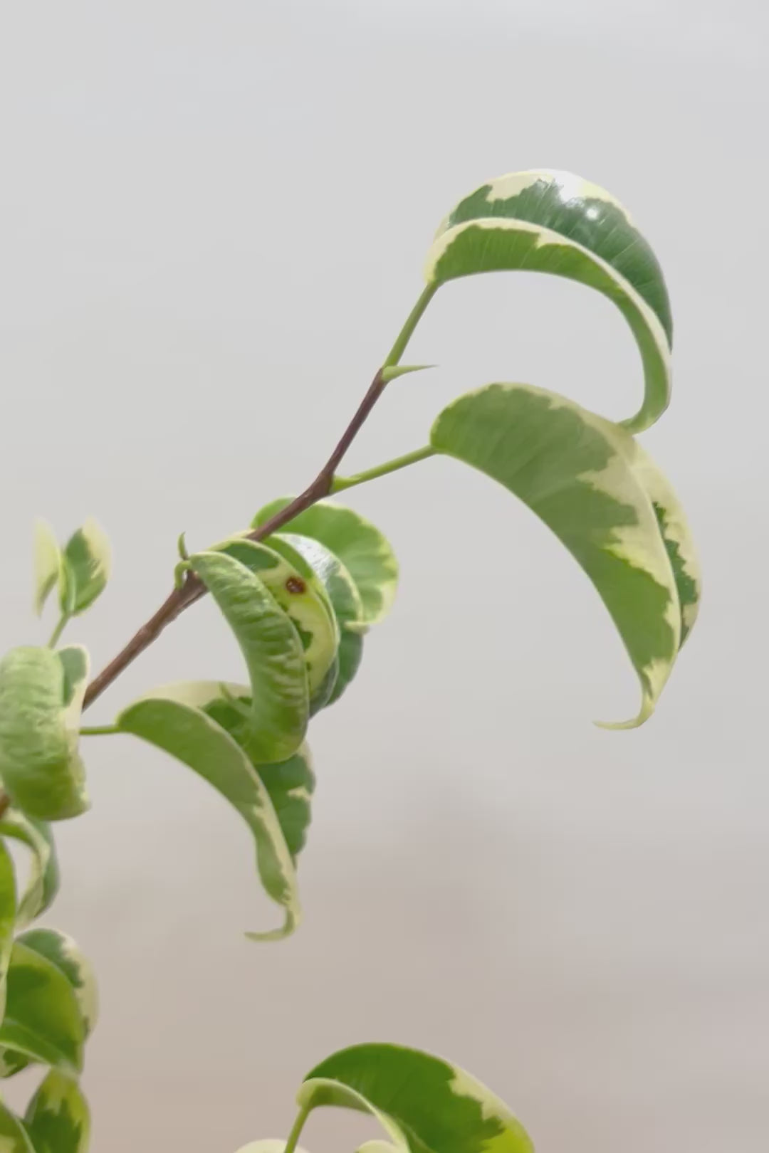 【ベンジャミン シタシオン】かわいいツートンカラーのPOT♪ミニサイズなのに幹はしっかりとしています！爽やかな葉っぱが素敵♪