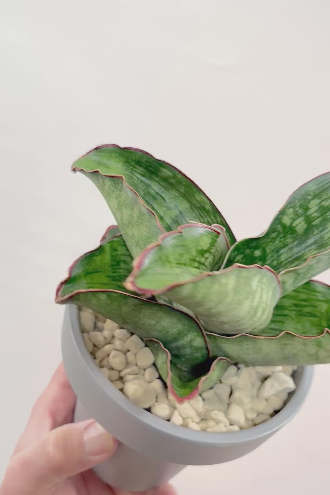 【サンスベリア ドラゴンウィング】軽量なポリプロピレン製の鉢！1年越しでやっと入荷しました！大好きな品種です！