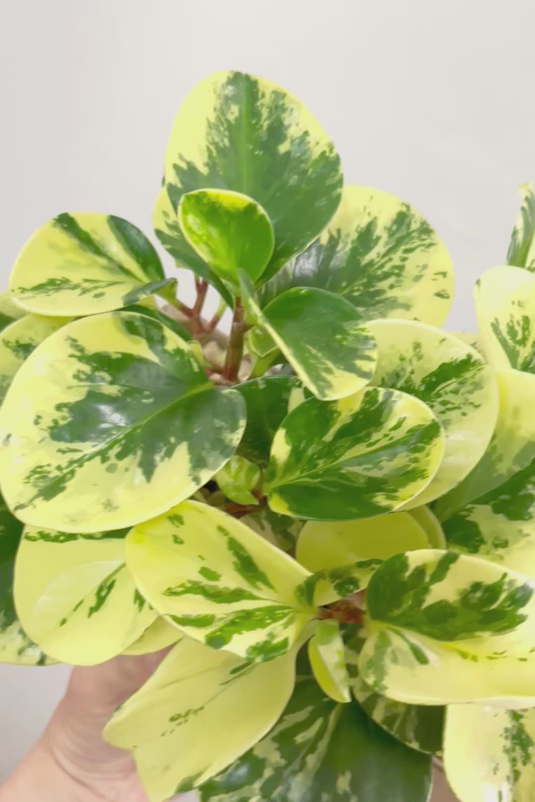 【ペペロミア イエロー】再入荷しました！ペペロミアの中でも大き目の葉。特に今回は発色の良い個体を選んできましたよ！