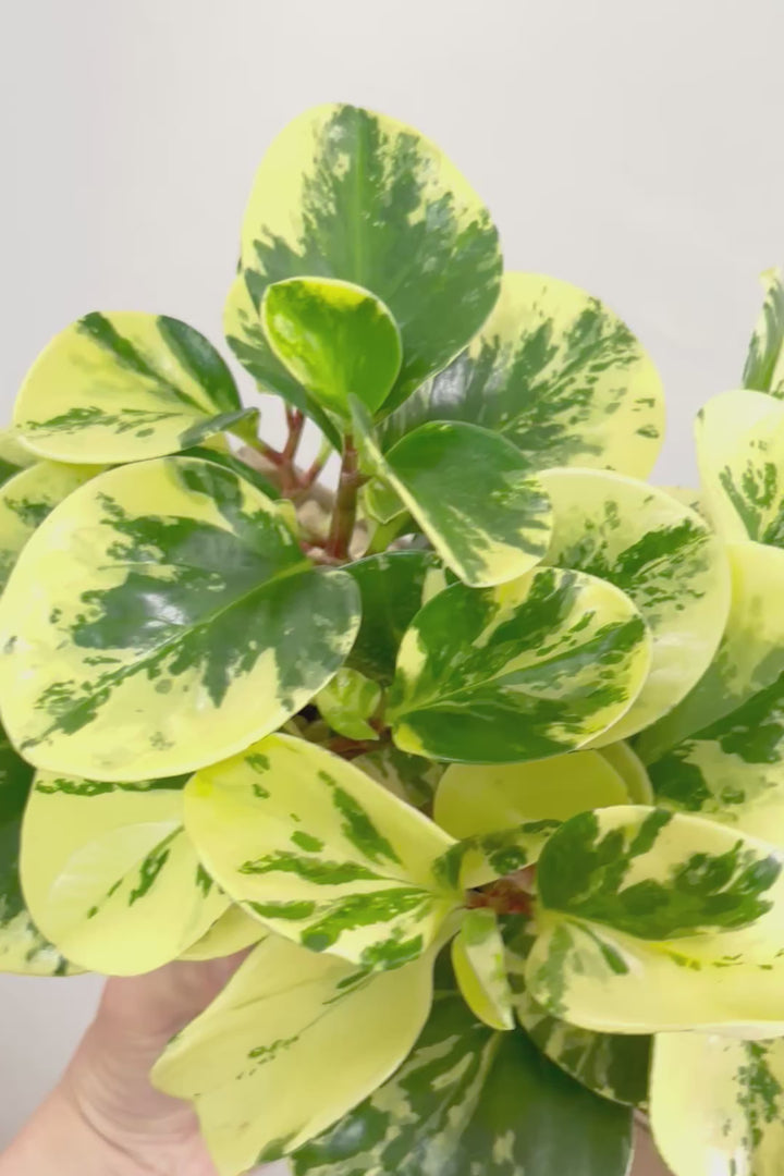 【ペペロミア イエロー】再入荷しました！ペペロミアの中でも大き目の葉。特に今回は発色の良い個体を選んできましたよ！