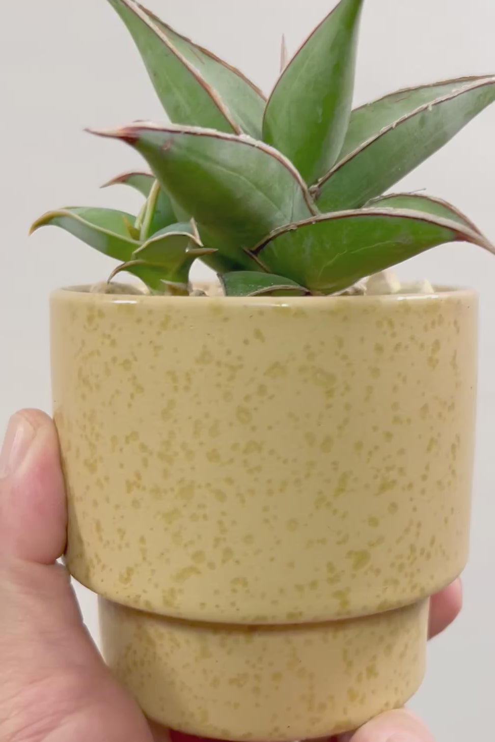 【サンスベリア ピングイキュラ】全高16cm！とても希少な品種。ここまできれいな個体はめったに出回りませんのでぜひともご検討ください！