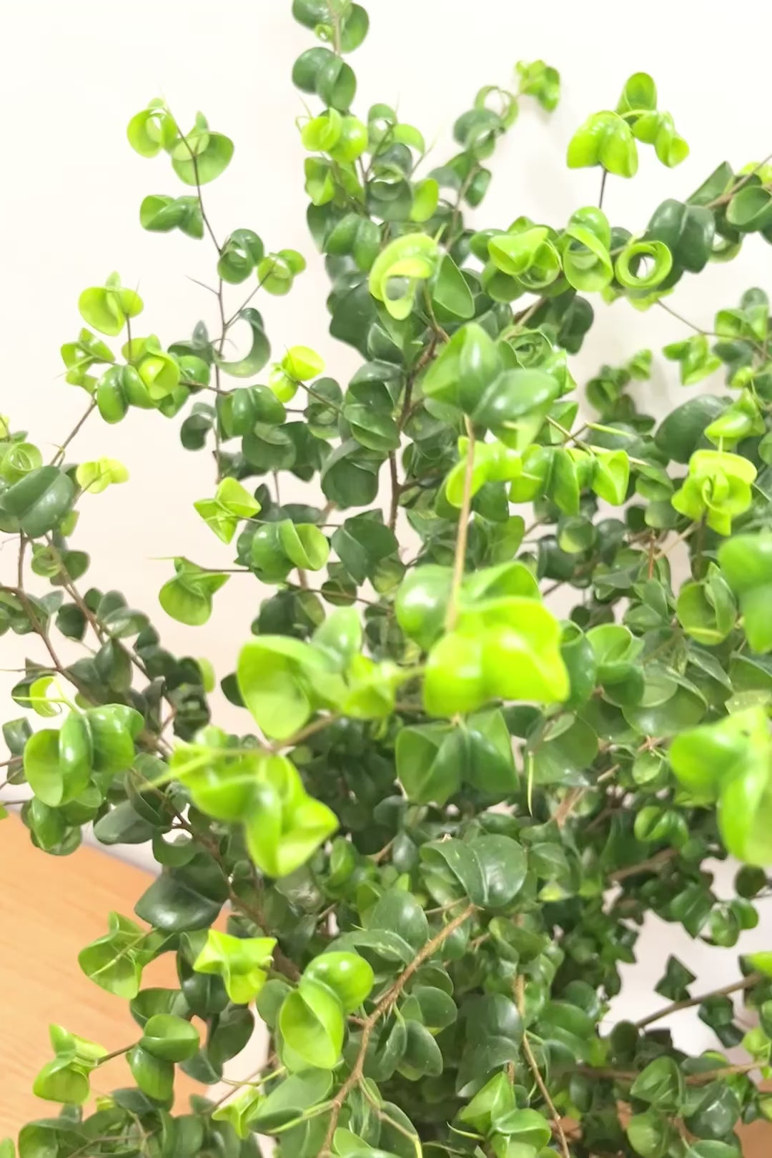 【ベンジャミン バロック】BIGサイズ！愛知県のベンジャミン作りの名人による逸品です！おすすめです！