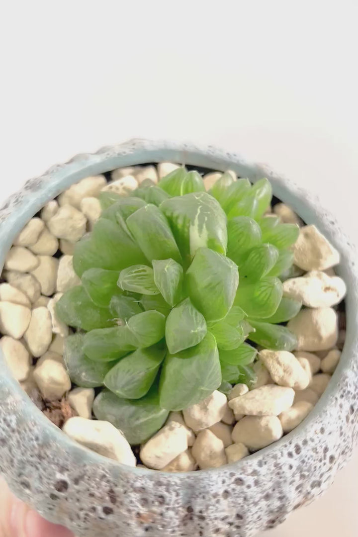 【ハオルチア オブツーサマリン】ぷにぷにしていてかわいい♪透き通るような透明感のある葉っぱです！