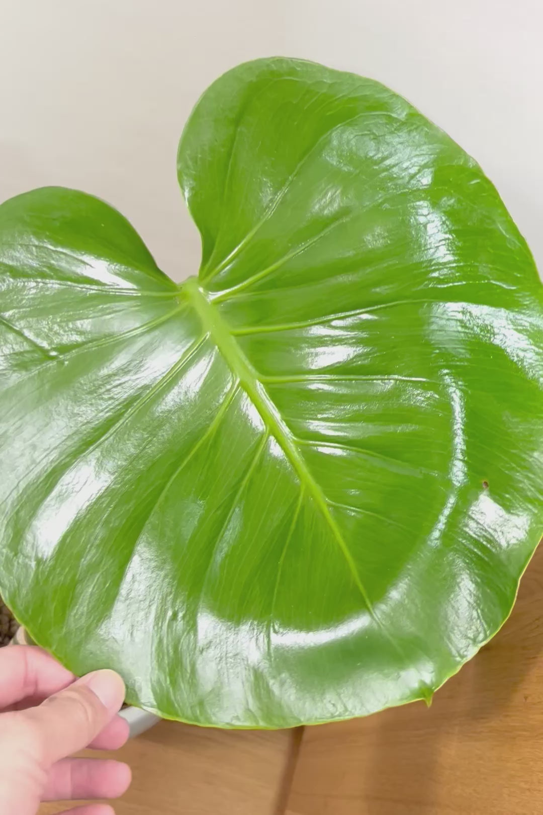 【モンステラ】この幹の存在感は最高！ここまで太くて枝分かれしているものは希少！かわいい葉と幹のアンバランスさがたまらん♪