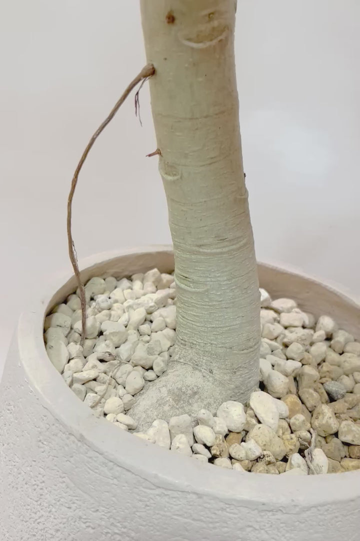 【ベンガレンシス】この樹形はイイ！沖縄で生長したしっかりとした幹！自信を持っておすすめします！