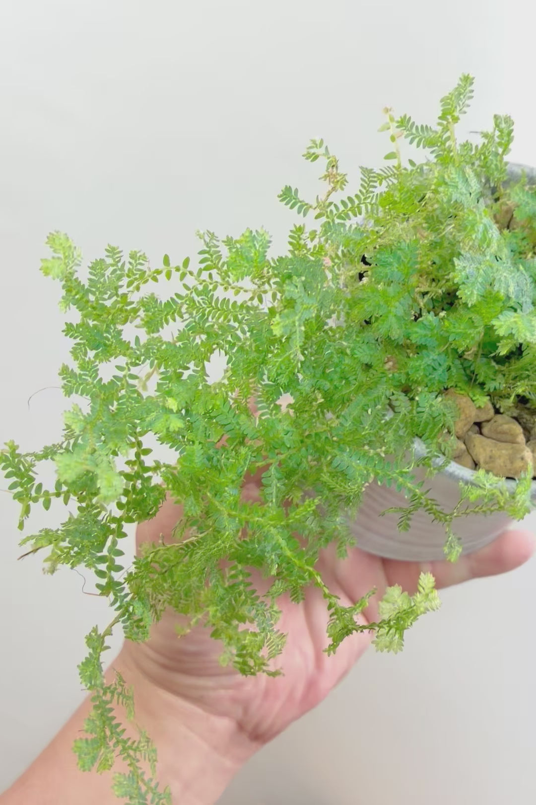 【レインボーファン】高さ20センチのかわいいサイズ！角度によって七色に見えることからこの名前になりました！葉の状態も良いのでおススメですよ！