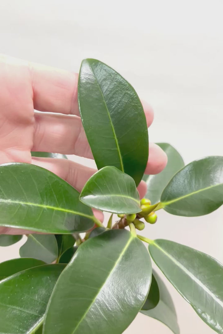 【フランスゴム】この曲がり良いと思うんですよ！生産者さんのセンスが光る素敵な樹形です！