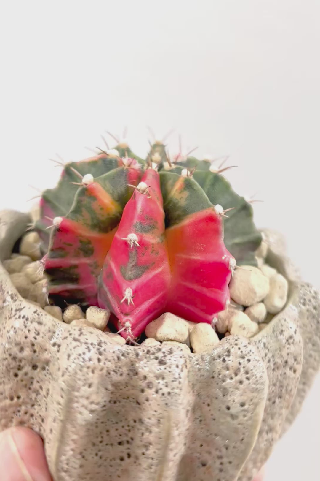 【ギムノカリキウム】これがラストの入荷！しばらく入荷はありません！個性的で独特な大型種！鮮やかな色合いがGOOD！