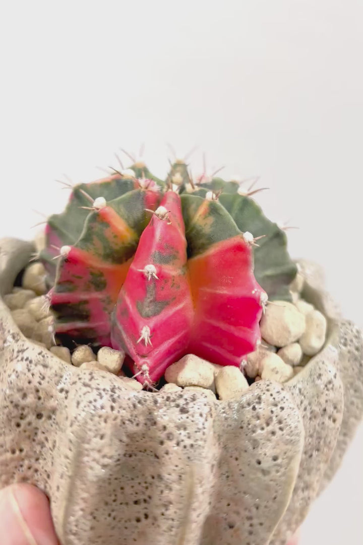 【ギムノカリキウム】これがラストの入荷！しばらく入荷はありません！個性的で独特な大型種！鮮やかな色合いがGOOD！