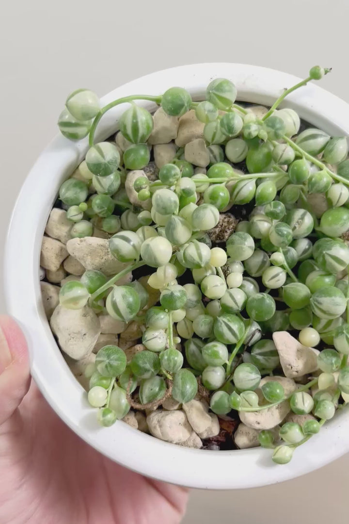 【グリーンネックレス バリエガタ】よく見かける観葉植物ですが今回は何と斑入りタイプ！これは反則級にかわいすぎます！