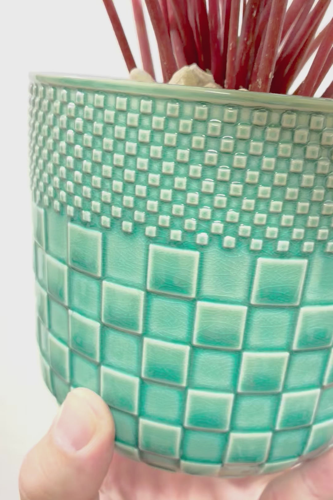 【ペペロミア サンデルシー】高さ32センチのボリューム満点の大き目タイプ！特に今回は葉数がとても多いので見応えがありますよ！