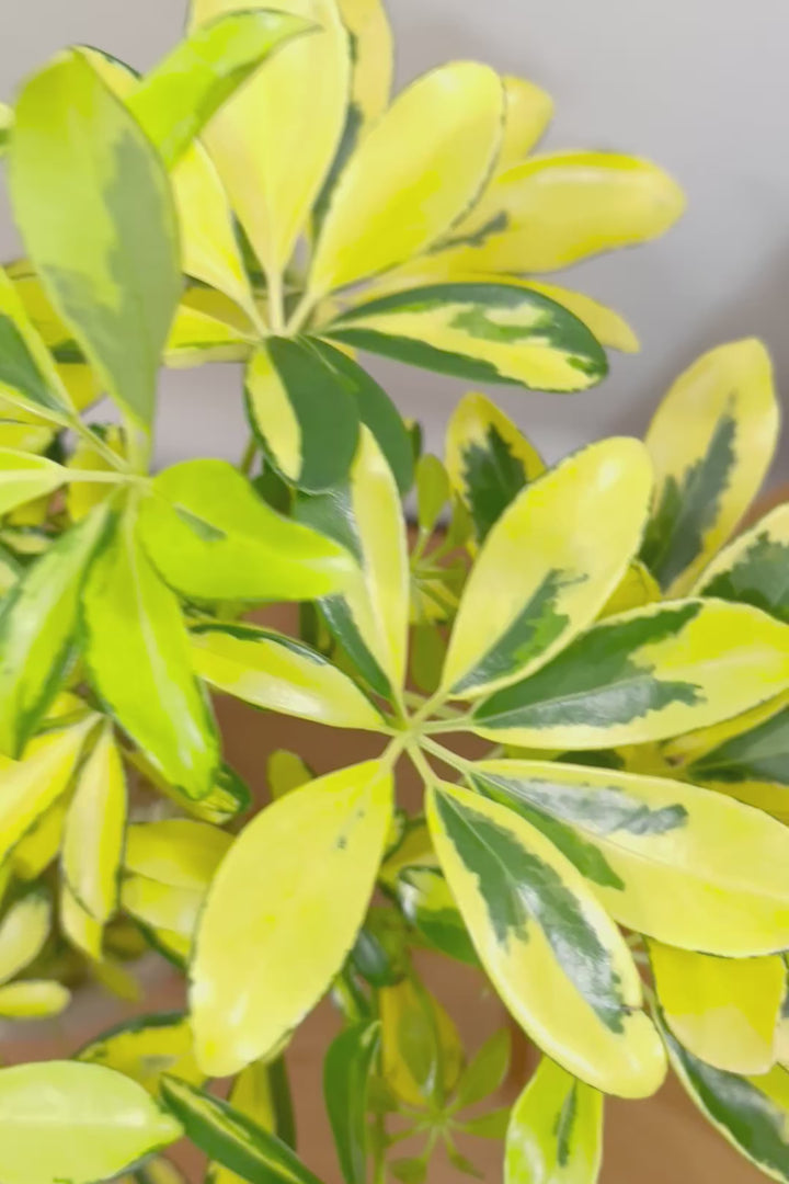 【シェフレラ ハッピーイエロー】イエローが過ぎる個体！ここまで黄色が強いと金運が上がりそうな気がしてきますww