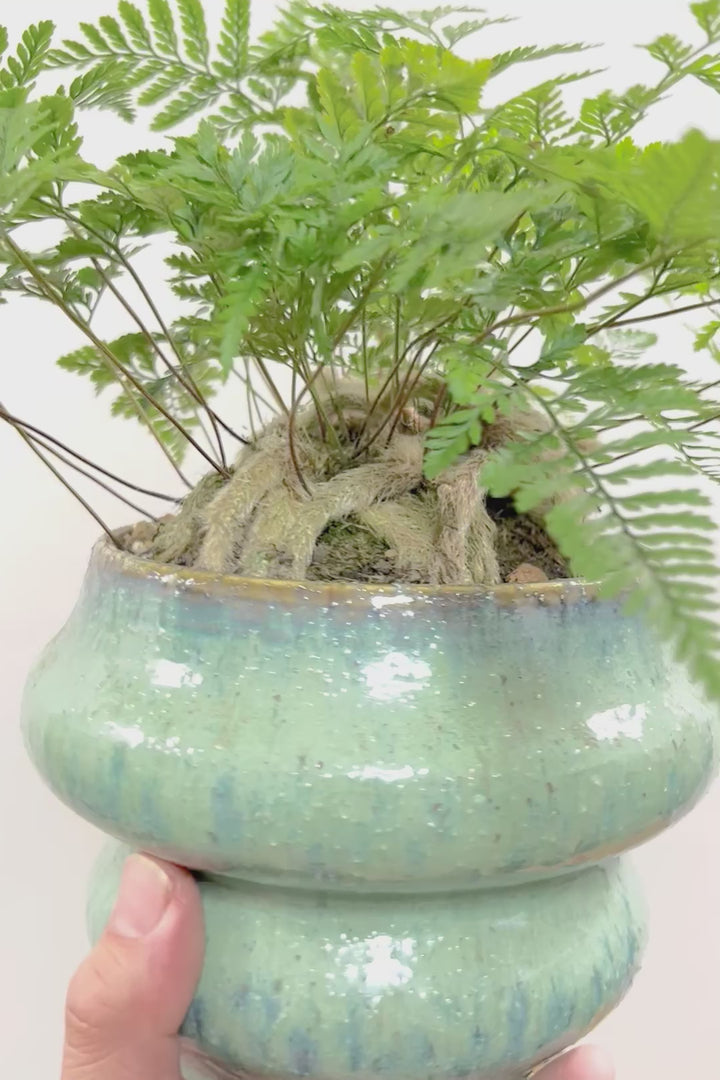 【シノブ】かわいいサイズ感！日陰に強い!そして触り心地がとても良い美しい葉です！白い根もたくさん出ていますよ！