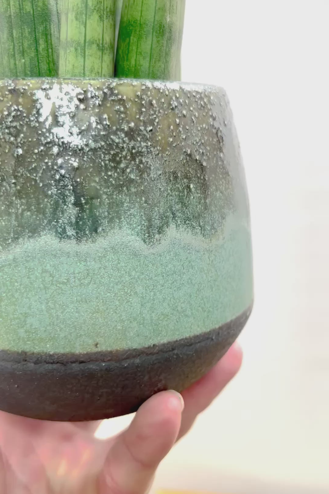 【サンスベリア スタッキー】今回はシックなグリーンのPOT！仲良しの生産者さんからいい形のものを分けてもらいました！ムチムチでかわいい！