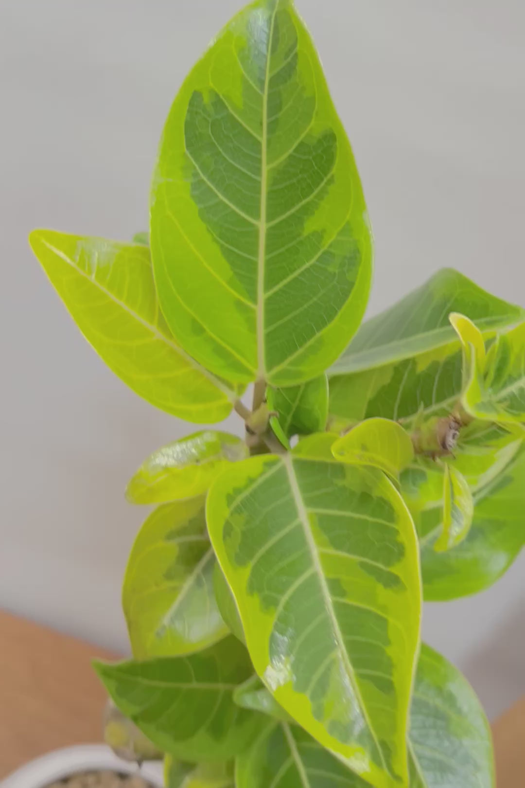 【アルテシマ】流れるような美しい幹！このアルテシマの樹形は100点満点ではないでしょうか⁉