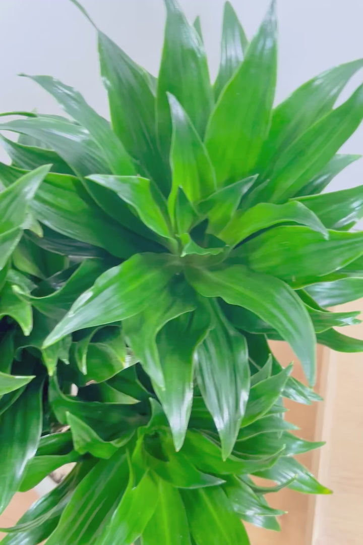 【ドラセナコンパクター】シンプルな樹形！雰囲気があるイイ感じの樹形だと思います。