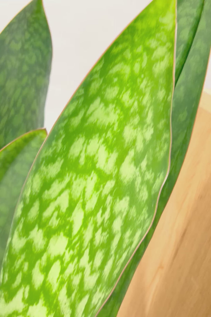 【サンスベリア マッソニアーナ】ここまで大型のマッソニアーナは今回がラスト！生産者さんのハウスで見つけて仕入れてきました！