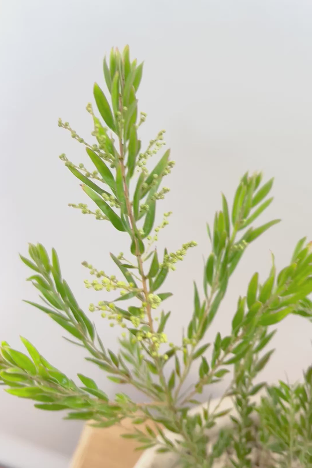 【アカシア テレサ】APEGO初入荷の品種のアカシア！寒さに強く丈夫なのでシンボルツリーにぴったり!かわいい黄色い花を咲かせます！